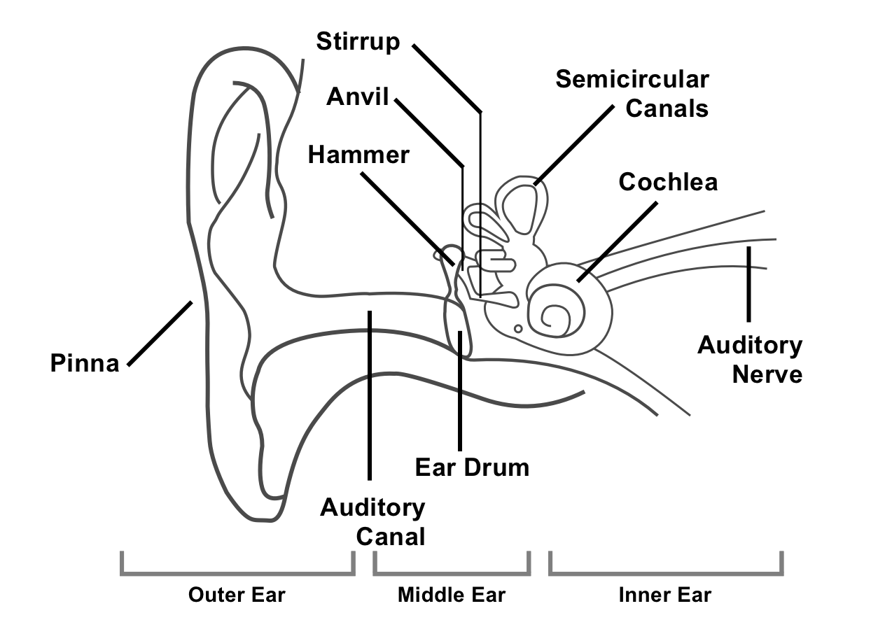 Diagram of Human Ear